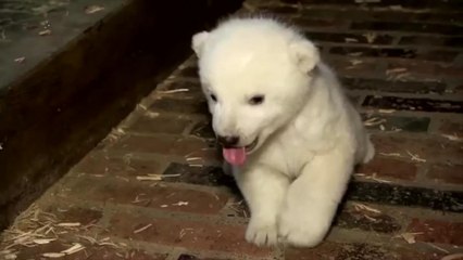 Popular Polar Bear Dies