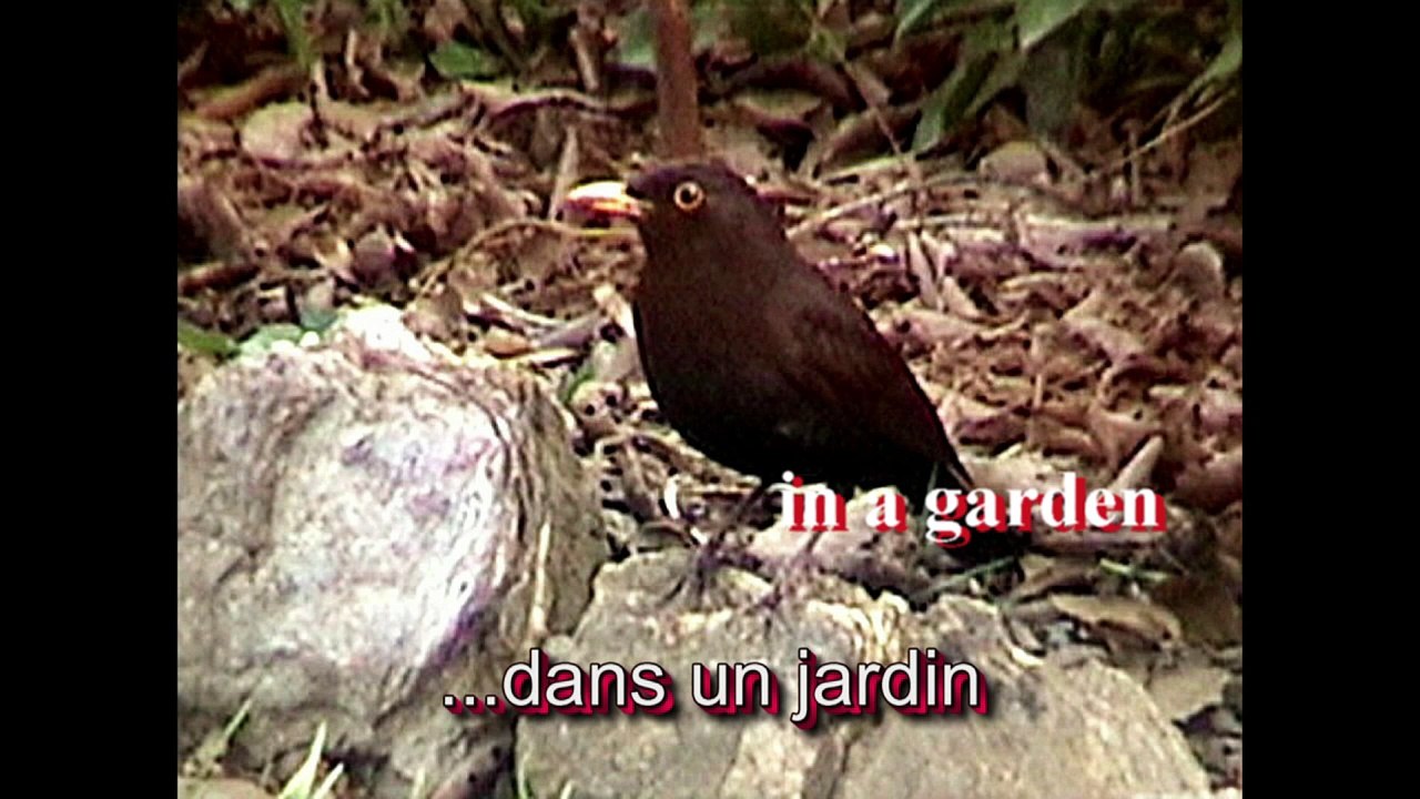 Freedom! La  paix! Un merle raconte comment il est devenu l'ami d'un chat. Subtitles in English
