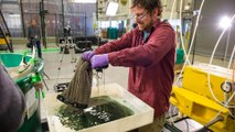 The Miracle Sponge That Could Save Our Oceans From Oil Spills