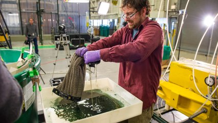 The Miracle Sponge That Could Save Our Oceans From Oil Spills