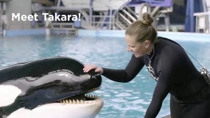 Takara dará a luz la última orca nacida en cautividad en SeaWorld -