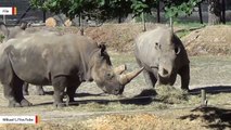 Poachers Kill Rhinoceros Inside A Zoo In France, Steal Animal’s Horn