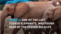 Poachers kill one of the last tusker elephants in Kenya