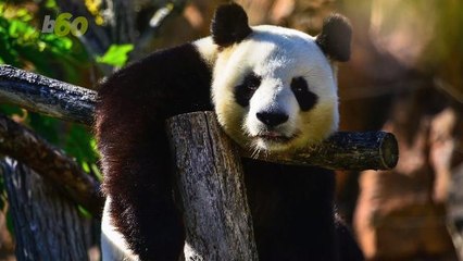 This is why Pandas are Black and White