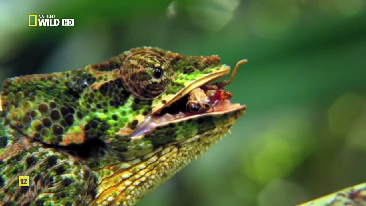 Deadly Instincts Natural Born Killers