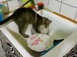 GATO LAVANDO A LOUSA