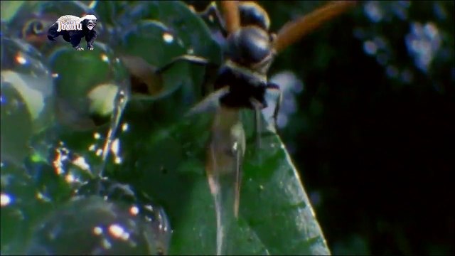 Top animais selvagens #54, Animais selvagens atacando, Animals, Confrontos animais, Serpentes atacando animais e humanos