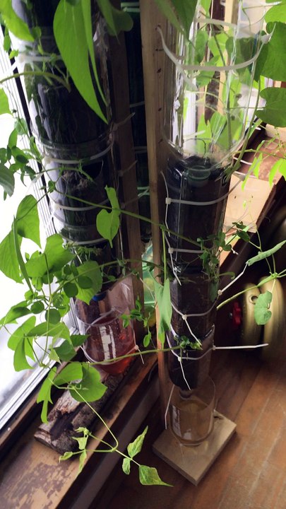 Comment réaliser un joli jardin vertical presque gratuit