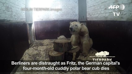 Berliners in mourning as polar bear cub Fritz dies
