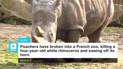 HEARTBREAKING: Rhino shot dead inside zoo by poachers who chainsaw off its horn