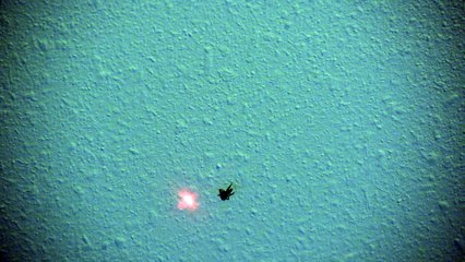 Spider Chasing Laser Pointer