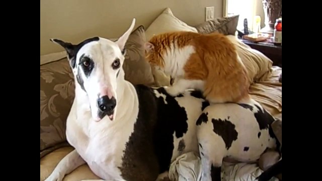 Un chat fait un massage à un chien !