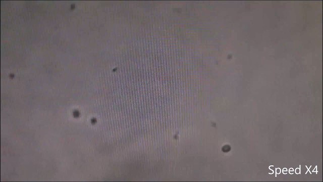 Le ballet de nos bactéries