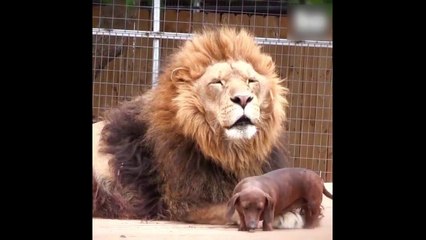 Un teckel lèche les babines d'un lion !