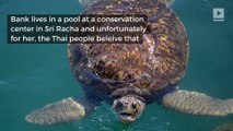 A sea turtle in Thailand had 915 coins removed from its stomach