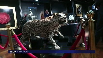 Un crâne de tricératops vendu pour plus de 177 000 euros aux enchères à Drouot