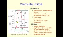 cardiac cycle