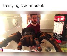 Terrifying spider prank - Woody & Kleiny