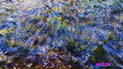 voila un trip sous lsd
