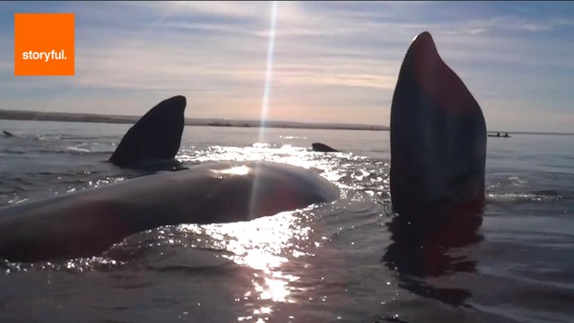 Whale Takes Kayakers for an Unforgettable Ride