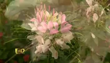 Ham Rong Sapa Resort