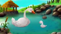 Learn Animals Names & Sounds For Children- Learn Farm Animals with Farm Animal Surprise Eg