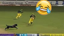 funny cricket videos - LOL- funny cricket moments