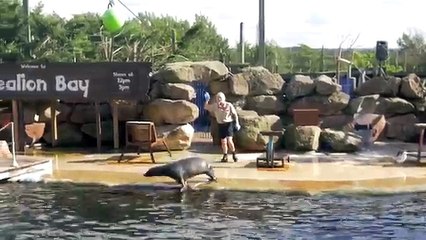 Sea Lion Live Show at Chessington Theme Park Resort