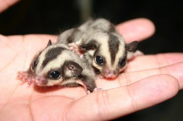 10 Rare Baby Animals You've Never Seen Before