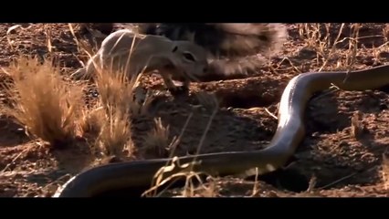 Cobra,hybrid of lion and tiger,story of lion and tiger,mix of lion and tiger,lion and tiger playtime,