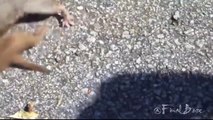 Stoat vs Rat Real Fight , lion and tiger videos for kids,lion and tiger vs dog
