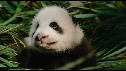 Meet The Cutest Panda Bear "Ya Ya" in 'Born In China'