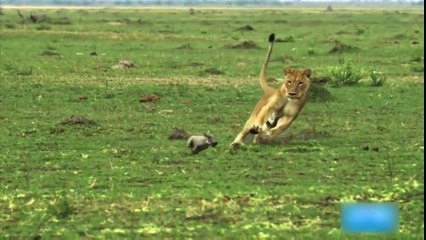 LIONS HUNT WARTHOG FAMILY,the bear lion and tiger,the lion tamer and the tiger mom,lion and tiger videos,