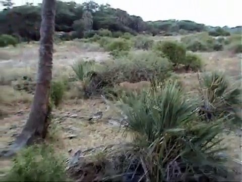 Lion hunts monkey! - Wild animal attack!,lion and tiger tamer,lion and tiger toys,lion and tiger training,lion and tige