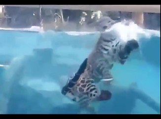 lion and tiger size comparison,lion and tiger sounds,lion and tiger show,lion and tiger zoo