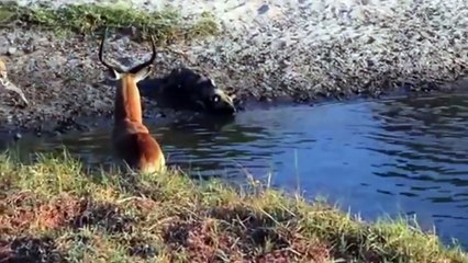 Impala buck fight the hyenas,lion and tiger story,lion and tiger songs,lion and tiger songs for kids,lion and tiger zoo