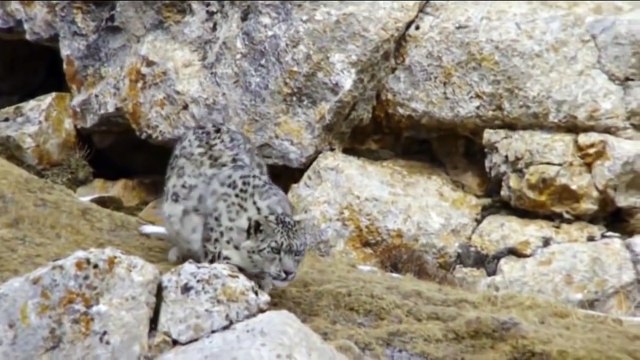 Snow leopard attacks the yaks,animal attack figures,animal attack,animal attack