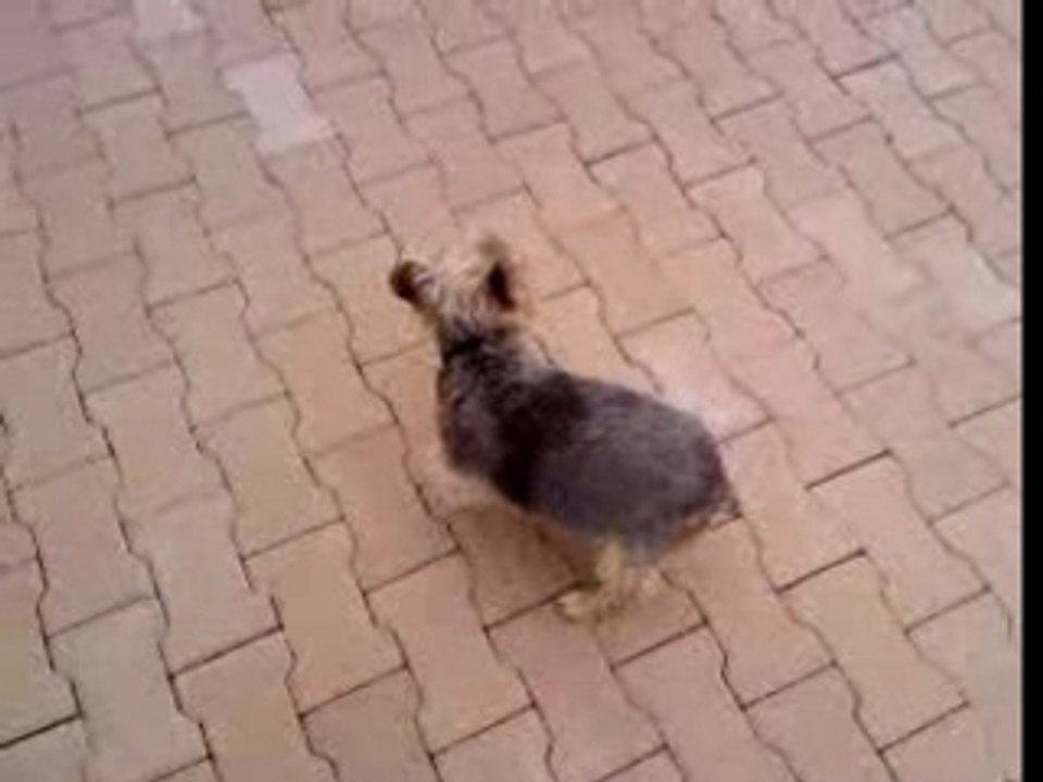 Video-0020