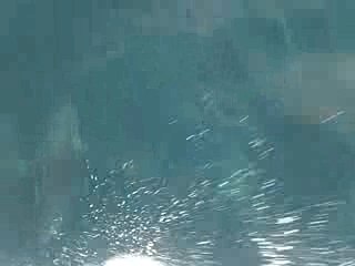 Common dolphins Great Barrier Island