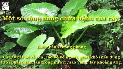 Livsin94.vn | Mẹo giải độc tố trong gan bằng phương pháp tự nhiên