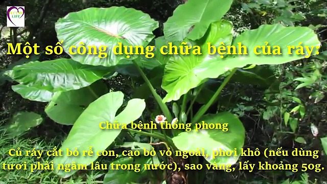 Livsin94.vn | Mẹo giải độc tố trong gan bằng phương pháp tự nhiên