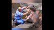 Petit brossage de dents pour cet hippopotame ! Dentiste de l'extreme