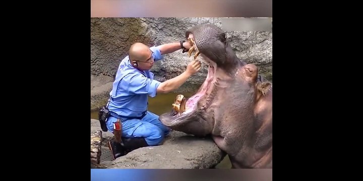 Petit brossage de dents pour cet hippopotame ! Dentiste de l'extreme