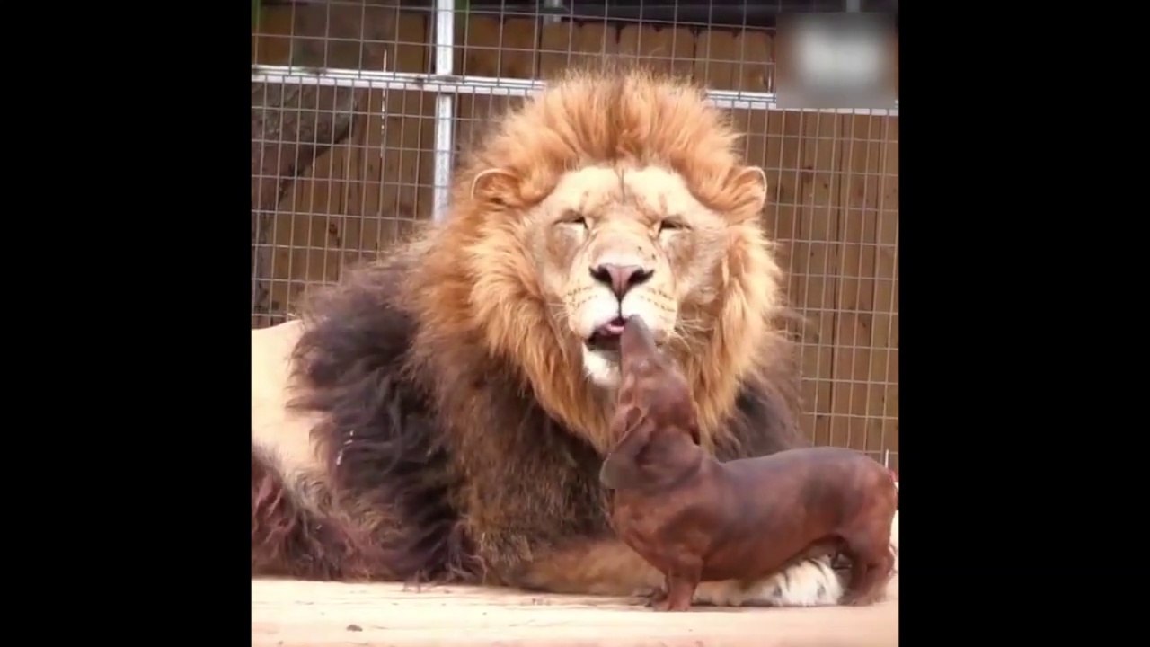 Ce lion a trouvé un bon dentiste : ce teckel vient lui lecher les dents