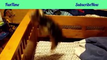 Funny Animals Video - Cute Animal Videos - Funny Animals Compilation 2016-SR3-KR1UdGM