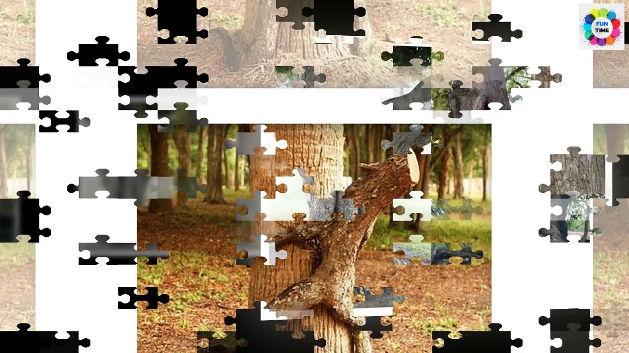 Funny Pictures ! Funny Trees Amazing ! Funny Shaped Plants ! Whatsapp Funny Images ! Amazing Trees-5VIfHuxKtv0