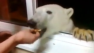 A polar bear came to visit