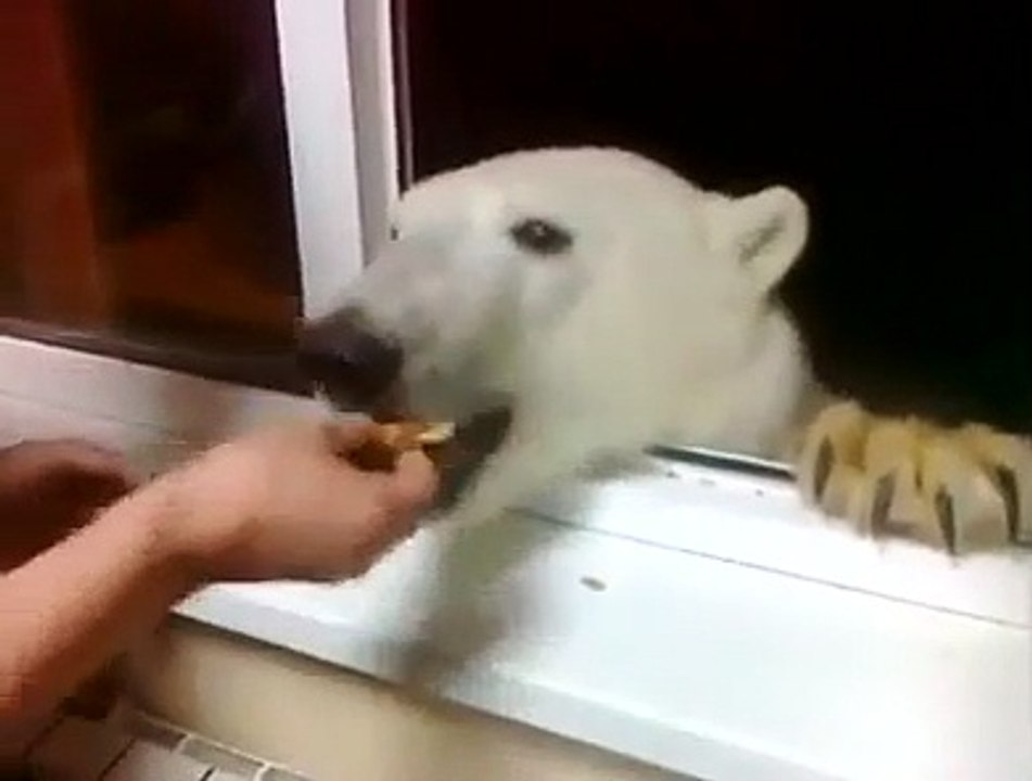A polar bear came to visit