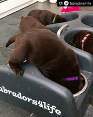 Lab puppy's unique eating method