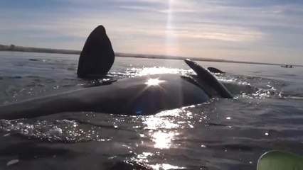 Whale Lifts Kayakers Onto Its Back